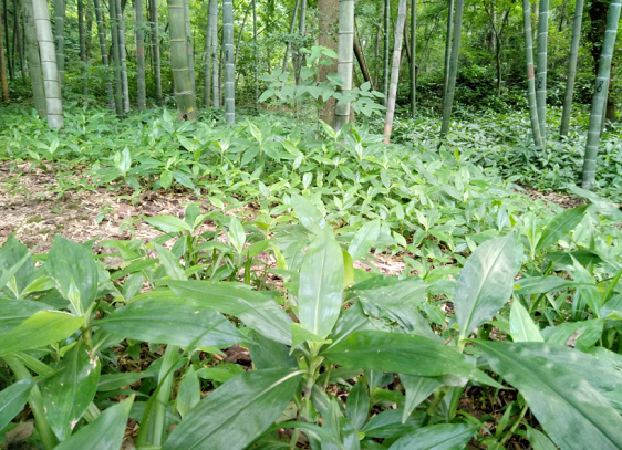 “二师兄”有点飘,未来“猪事”顺利或得靠AI