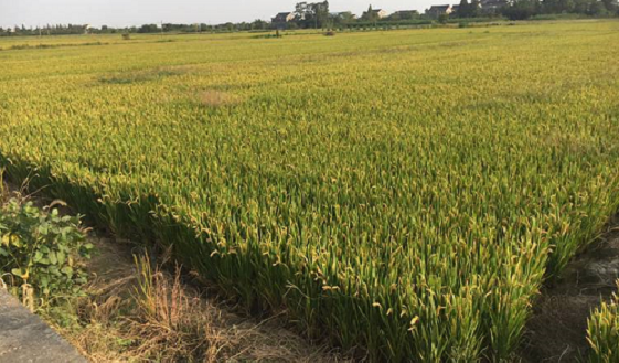 疫情推动发展,植保无人机加速迈入下半场!